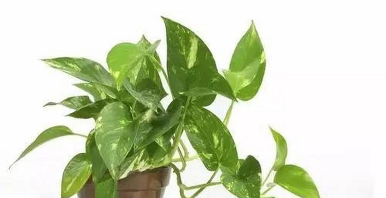 绿萝分盆的最佳时机是什么时候？如何操作才能确保高成活率？