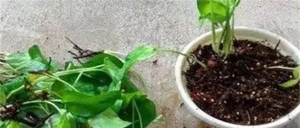 绿萝开花时间是什么时候？几月份能看到绿萝开花？