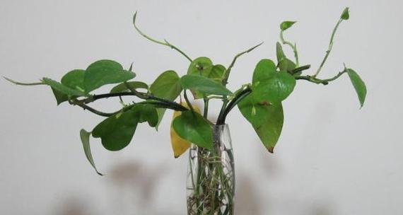 绿萝开花时间是什么时候？几月份能看到绿萝开花？
