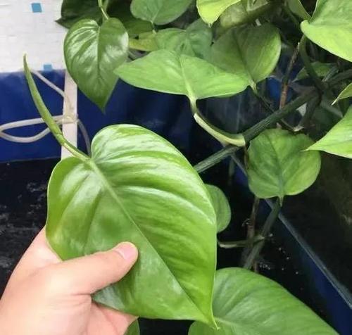 绿萝开花时间是什么时候？几月份能看到绿萝开花？
