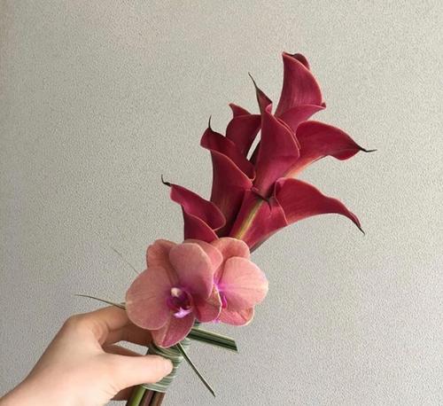 红色马蹄莲代表什么？红色马蹄莲花语有哪些含义？