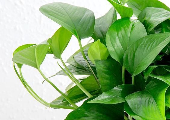 绿萝属于被子植物吗？绿萝的分类和特性是什么？