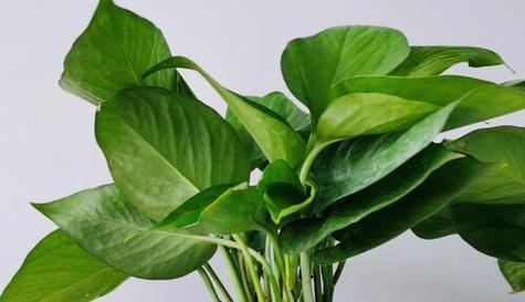绿萝属于被子植物吗？绿萝的分类和特性是什么？