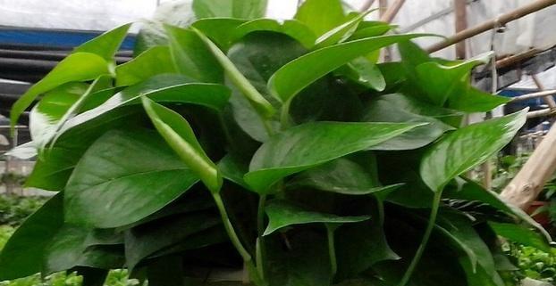 绿萝属于草本植物吗？常见问题解答