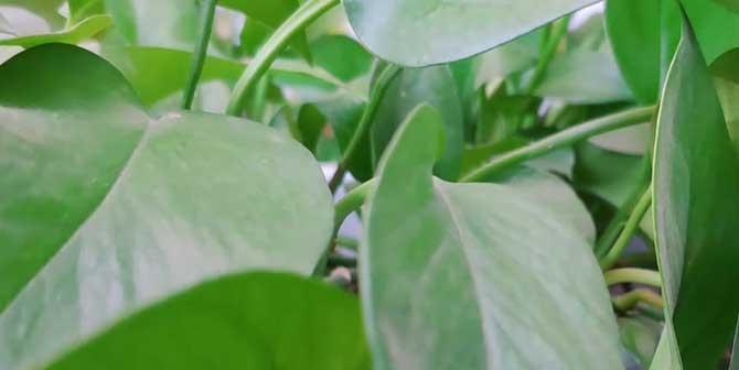绿萝属于单子叶植物吗？如何辨别单子叶植物？