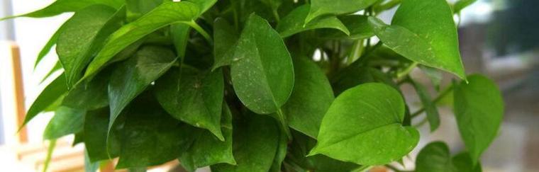 绿萝属于单子叶植物吗？如何辨别单子叶植物？