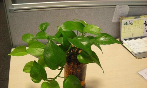 绿萝属于单子叶植物吗？如何辨别单子叶植物？