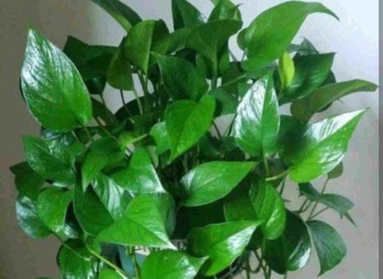 绿萝是花还是草？如何区分植物的类别？