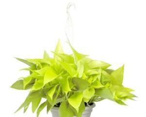 绿萝是花还是草？如何区分植物的类别？