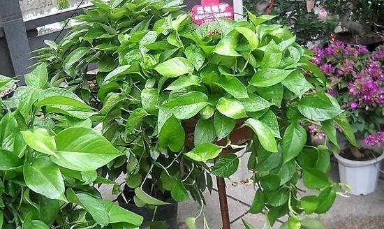 绿萝是花吗？了解绿萝的植物类别及其特点？