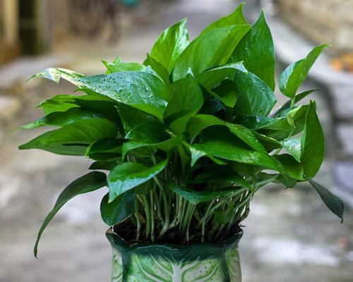 绿萝属于裸子植物吗？常见室内植物分类有哪些疑问解答？