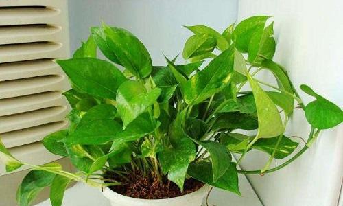 绿萝属于裸子植物吗？常见室内植物分类有哪些疑问解答？