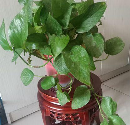 绿萝属于木本植物吗？常见误解有哪些？