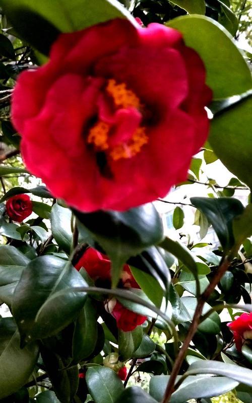 红色山茶花代表什么含义？