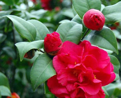红色山茶花代表什么含义？