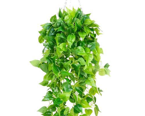绿萝是爬藤植物吗？如何正确养护绿萝？