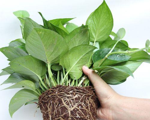 绿萝是热带植物吗？绿萝的生长环境和特点是什么？