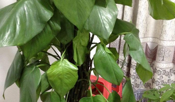 绿萝是热带植物吗？绿萝的生长环境和特点是什么？