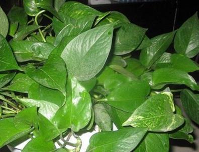 绿萝是什么植物？它有哪些独特的养护要点？