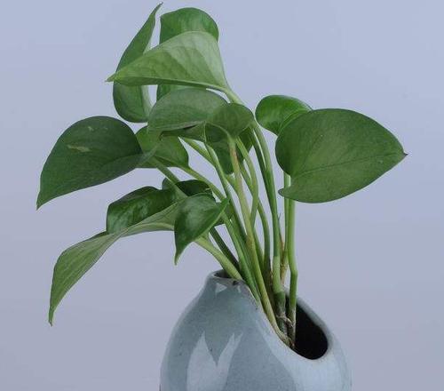 绿萝是什么植物？它有哪些独特的养护要点？