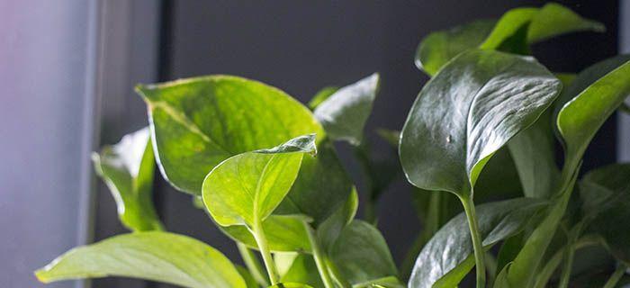 绿萝是什么植物？它有哪些独特的养护要点？