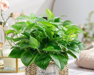 绿萝属于双子叶植物吗？如何区分植物的叶型？