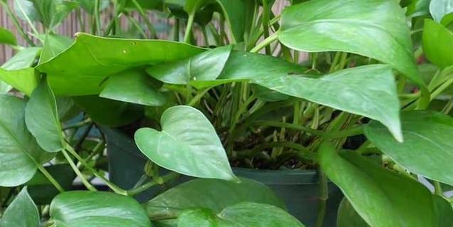 绿萝属于双子叶植物吗？如何区分植物的叶型？
