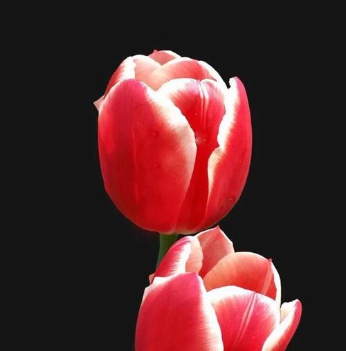 红色郁金香花语代表什么含义？