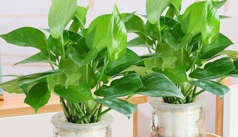 绿萝是水生植物吗？如何正确养护绿萝？