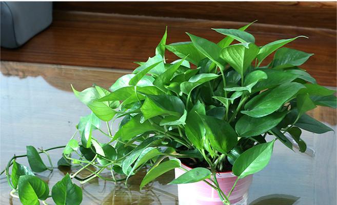 绿萝是水生植物吗？如何正确养护绿萝？
