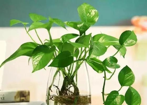 绿萝是水生植物吗？如何正确养护绿萝？