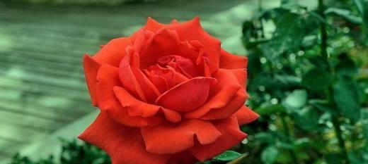 红色月季花语真的是纯洁的爱吗？