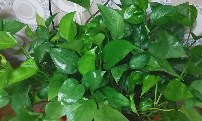 绿萝是种子植物吗？如何繁殖和养护绿萝？