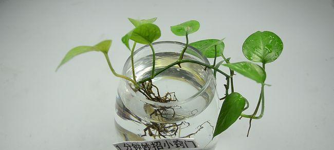 绿萝是种子植物吗？如何繁殖和养护绿萝？