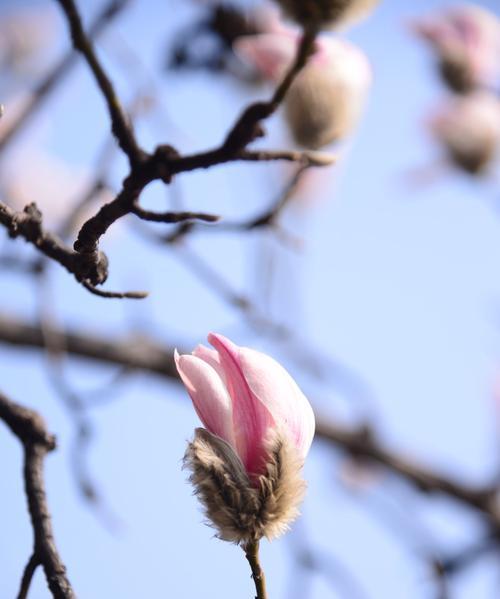 红玉兰花象征什么？红玉兰花的寓意有哪些常见问题解答？