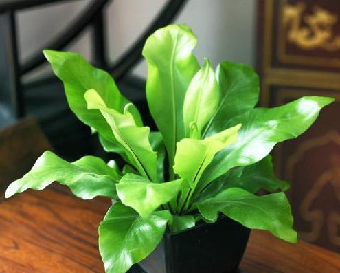 绿萝属于蕨类植物吗？常见问题解答