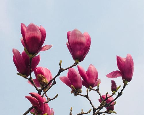 红玉兰花花语是什么？如何用红玉兰花表达情感？