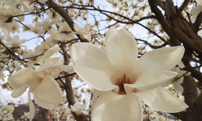 红玉兰花花语是什么？如何用红玉兰花表达情感？