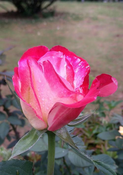 红月季花语是什么？如何表达爱意？