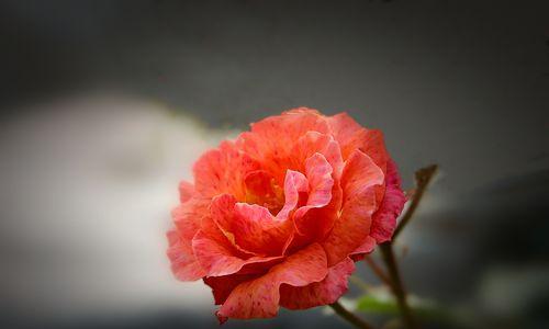 红月季花语是什么？如何表达爱意？