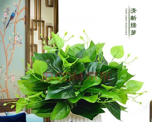 绿萝放在客厅合适吗？最佳摆放位置是什么？