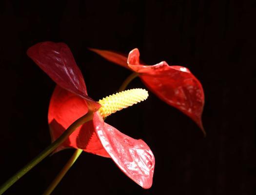 红掌花花语是什么？如何正确解读红掌花的含义？