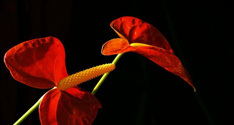 红掌花花语是什么？如何正确解读红掌花的含义？