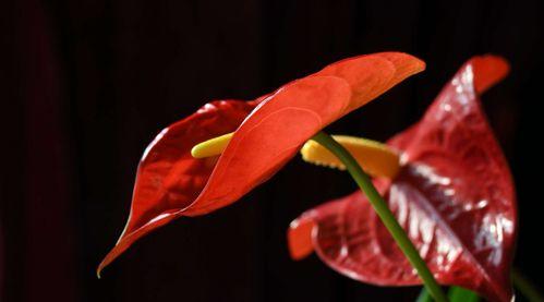 红掌花花语是什么？如何正确解读红掌花的含义？