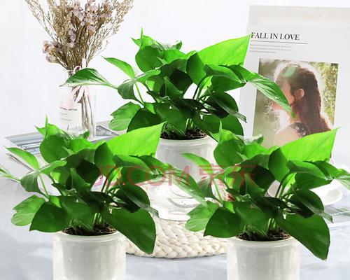 绿萝适合深盆还是浅盆？种植绿萝的正确盆栽选择是什么？