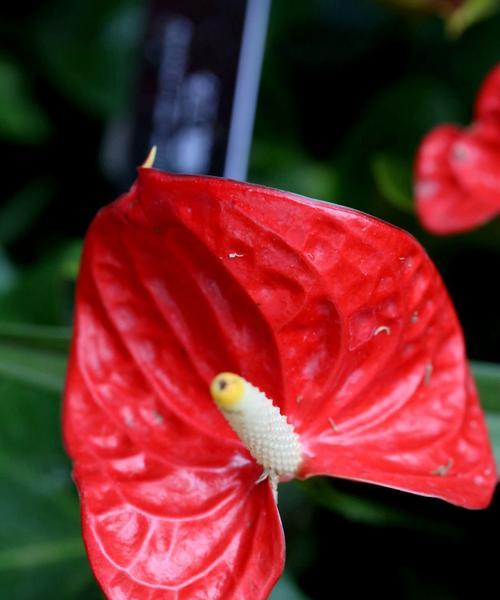 红掌花语是什么？如何正确解读红掌的花语含义？