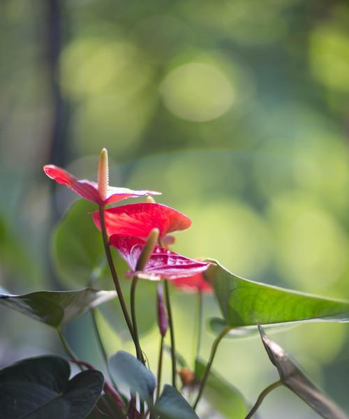 红掌花语是什么？如何正确解读红掌的花语含义？