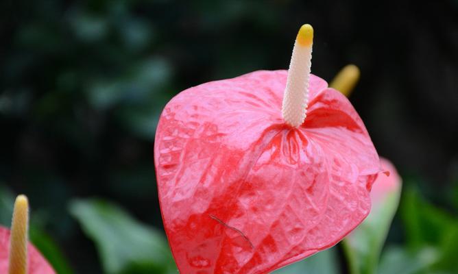 红掌花语是什么？如何正确解读红掌的花语含义？