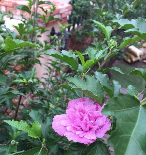 胡杨树的花语是什么？它象征着什么？