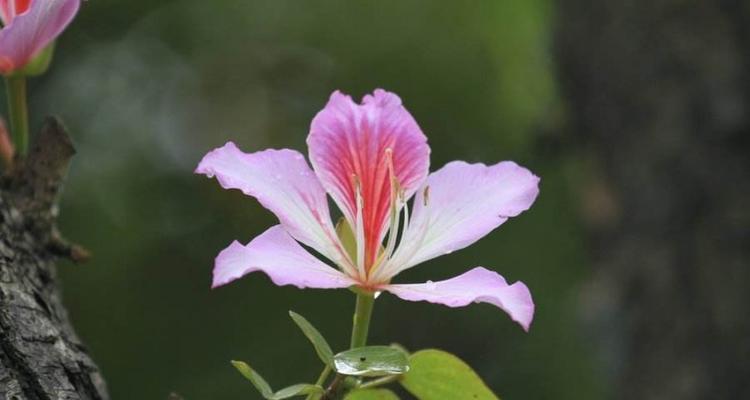 胡杨树的花语是什么？它象征着什么？